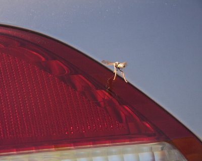 May 7 07 Roaming Wasp -030.jpg