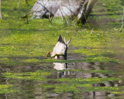 May 28 07 Critter Lake -240.jpg