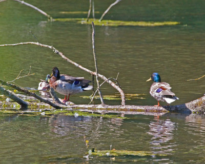 May 28 07 Critter Lake -301.jpg