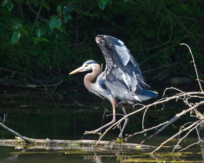 Critter Lake III: The Search For the Blue Heron