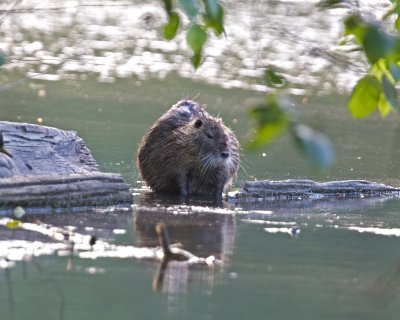 May 31 07 Critter Lake -102.jpg