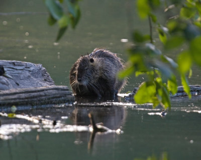 May 31 07 Critter Lake -105.jpg