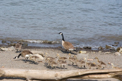 June 3 07 Portland Feeding Time -092.jpg