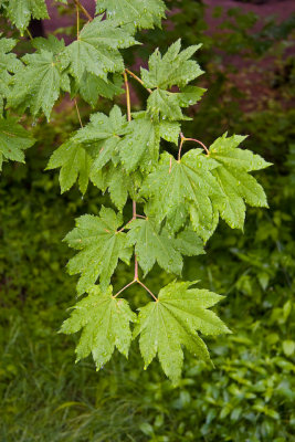 June 10 07 Mt St Helens area Beaver Bay Flora -087.jpg