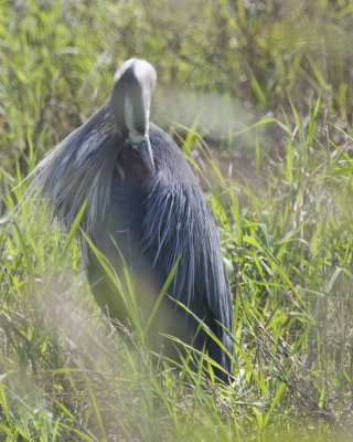 June 21 07 Ridgefield Wildlife Refuge -094.jpg