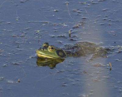 June 21 07 Ridgefield Wildlife Refuge -261.jpg