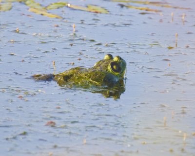 June 21 07 Ridgefield Wildlife Refuge -287.jpg