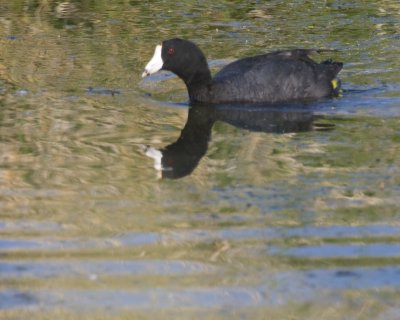 June 21 07 Ridgefield Wildlife Refuge -296.jpg