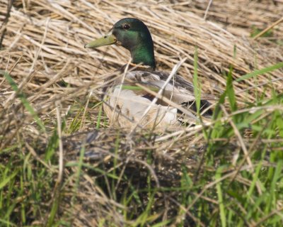 June 21 07 Ridgefield Wildlife Refuge -300.jpg