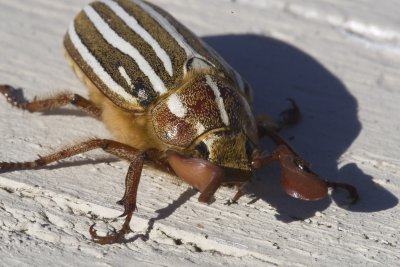 June 30 07 Bug Macros -_0006.jpg