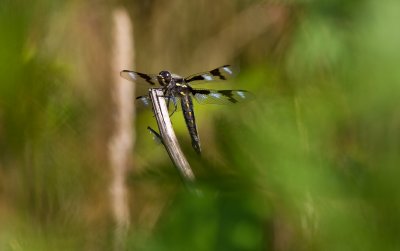 July 7 07 Hayden Island --110.jpg