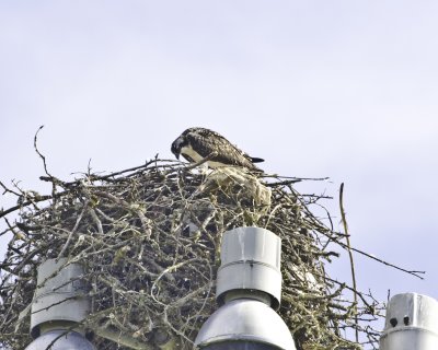 July 13 07 Vancouver Osprey --17-2.jpg