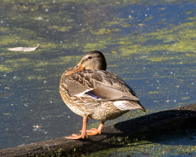 Aug 1 07 Portland Wildlife Area --59.jpg