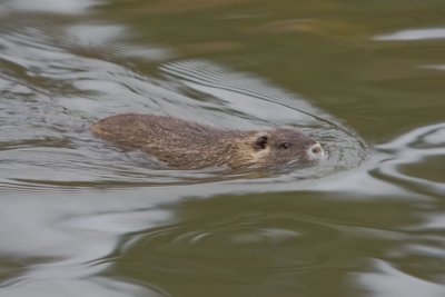 Dec 10 07 1D Mk III Wildlife-14.jpg