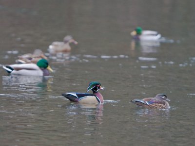 Dec 10 07 1D Mk III Wildlife-58.jpg