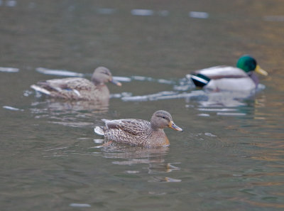 Dec 10 07 1D Mk III Wildlife-65.jpg