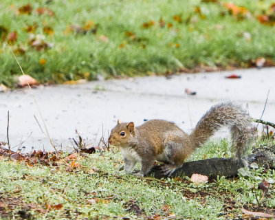 Dec 10 07 1D Mk III Wildlife-153.jpg
