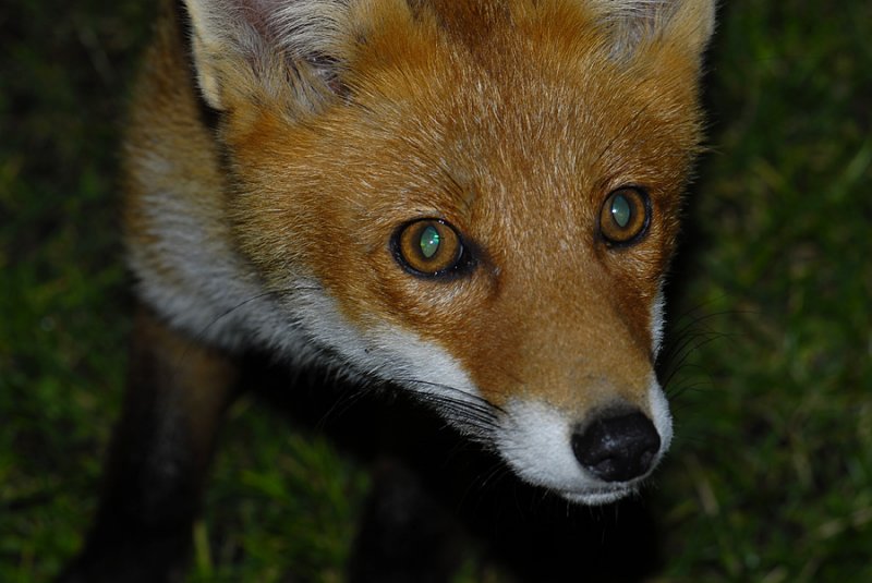 Vulpes vulpes  8384.jpg