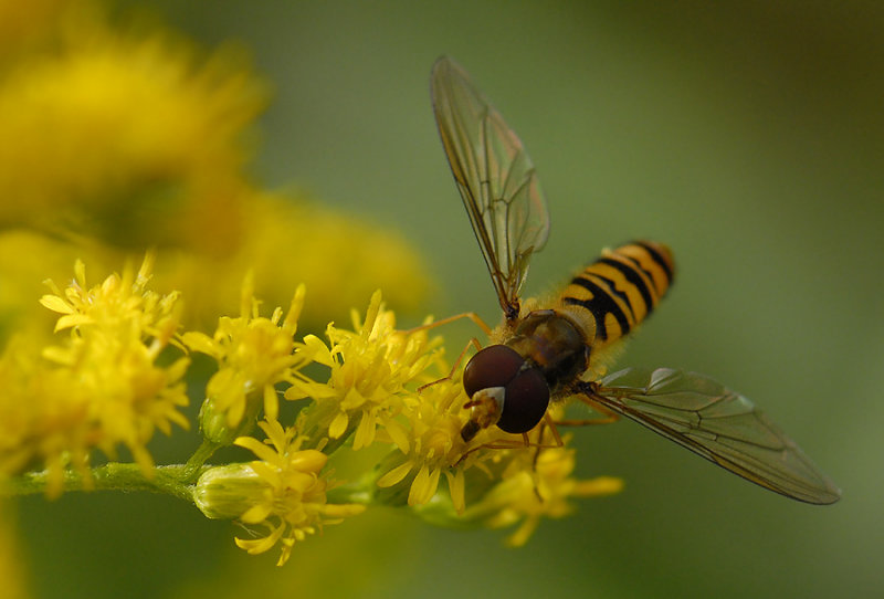 Episyrphus balteatus  8221.jpg