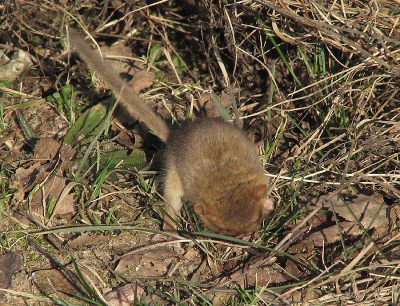 Muscardinus avellanarius  0770.jpg