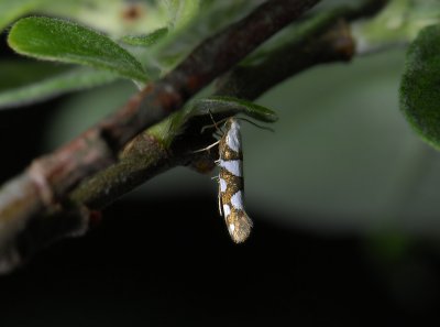 0446 Argyresthia brockeella 2324.jpg