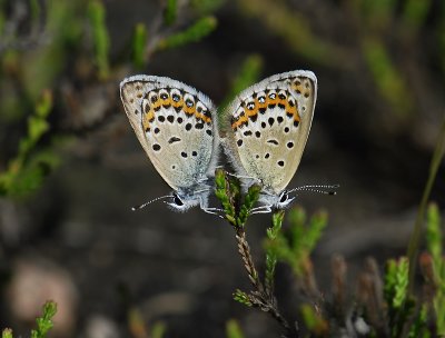 2063 Plebejus idas 2637.jpg