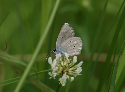 2072 Polyommatus semiargus 2553.jpg
