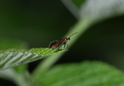 0006   Micropterix aruncella 2133.jpg