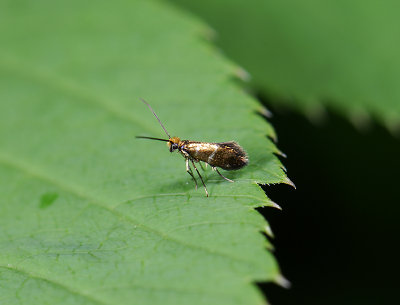 0006   Micropterix aruncella  2093.jpg