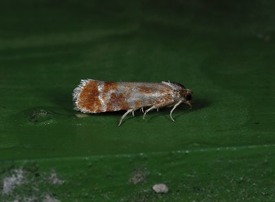 1519   Rhyacionia buoliana  1801.jpg