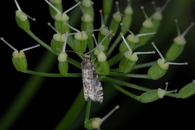 1461 Epinotia tedella 1851.jpg