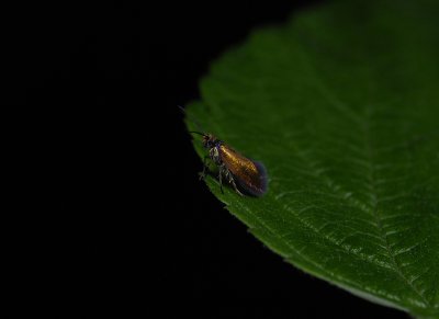 0006   Micropterix aruncella  1857.jpg