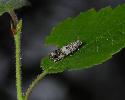 1453   Epinotia subocellana  0877.jpg