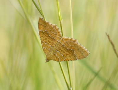 2351   Camptogramma bilineata  0021.jpg