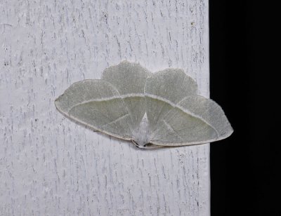 2257 Campaea margaritaria 2736.jpg