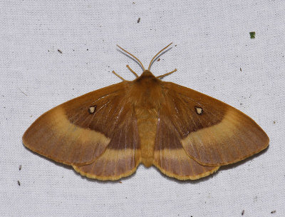 1941   Lasiocampa quercus  2656.jpg