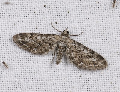 2475   Eupithecia nanata  2680.jpg