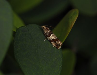 1447 Epinotia gimmerthaliana 2828.jpg