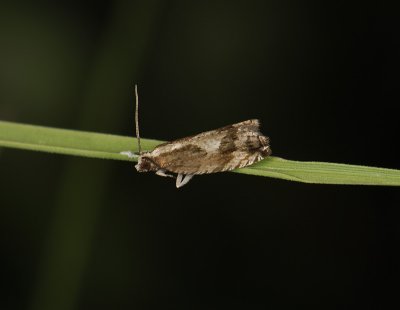 1430   Rhopobota ustomaculana  2838.jpg