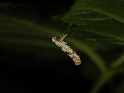 0449 Argyresthia sorbiella 2911.jpg