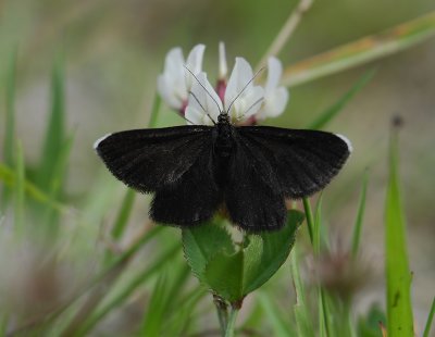 2498 Odezia atrata 3385.jpg