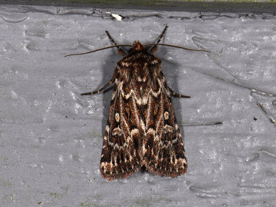 3020 Lycophotia porphyrea 3117.jpg