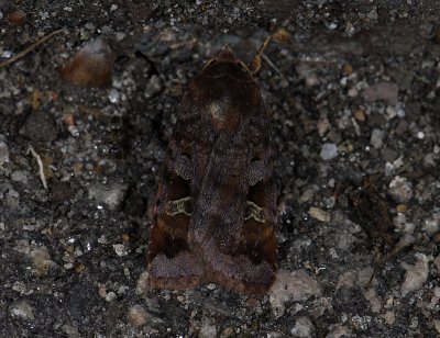 3024 Diarsia brunnea 3530.jpg