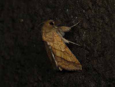 2728   Pyrrhia umbra  3563.jpg