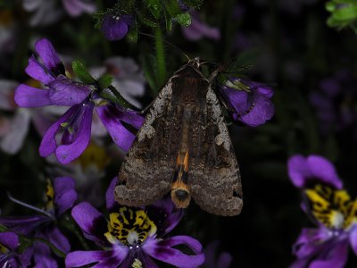 3001 Noctua pronuba 3622.jpg