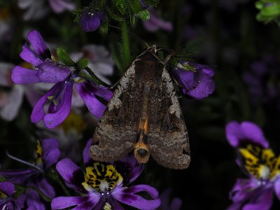 3001   Noctua pronuba  3622.jpg