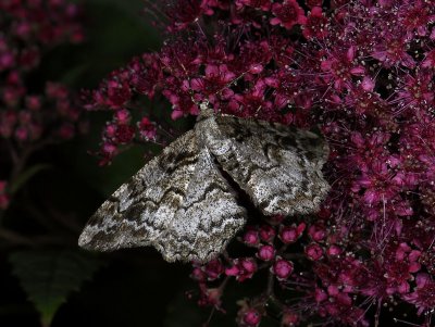 2236 Alcis repandata 3626.jpg