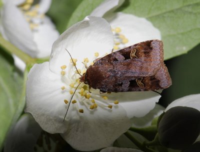 3024 Diarsia brunnea 3631.jpg