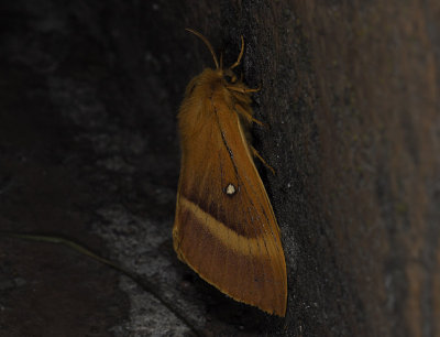 1941   Lasiocampa quercus  3674.jpg
