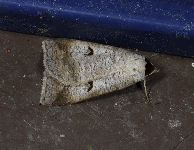 2612   Lygephila pastinum  3700.jpg